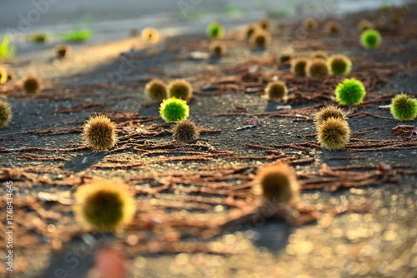 Obraz 夕暮れに照らされる栗