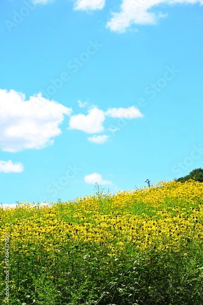 Obraz 夏空に揺れるオオハンゴンソウ