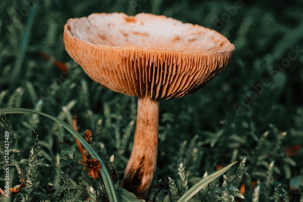 Fototapeta Pilz Mushroom