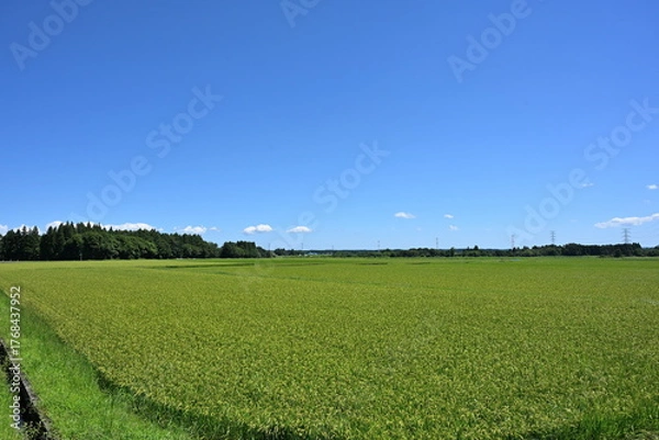 Obraz 夏の田園風景（青森県）