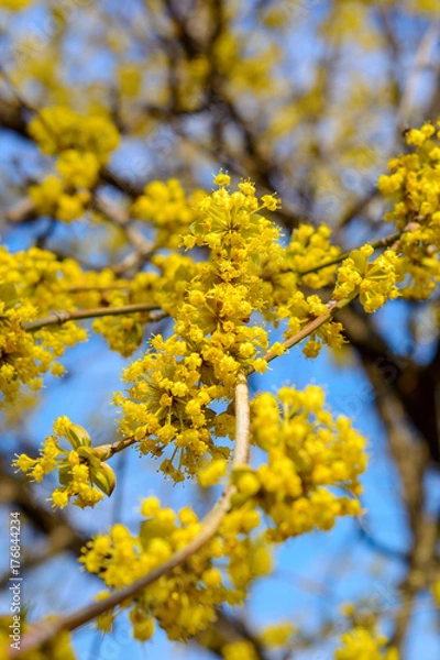 Obraz Photo of blooming yellow twig dogwood in garden in spring