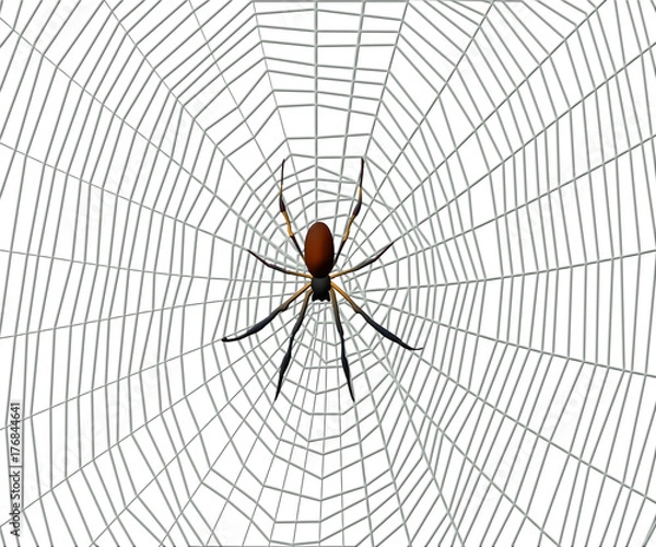 Fototapeta Spider on a spider web on white background