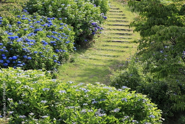 Fototapeta アジサイが咲く遊歩道