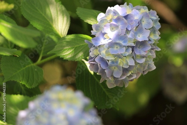 Fototapeta 全盛期のアジサイ