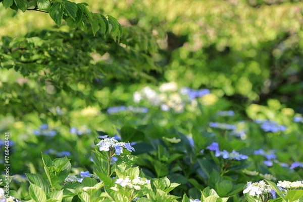 Fototapeta 満開のガクアジサイ