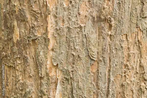 Fototapeta Teak tree bark texture fine quality wood