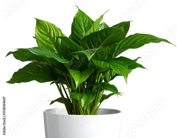 Obraz Green Spathiphyllum Plant in Ceramic Pot, Isolated on Transparent Background