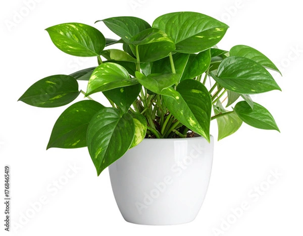 Obraz Vibrant Green Pothos Plant in Simple White Pot, Front View, Isolated on Transparent Background