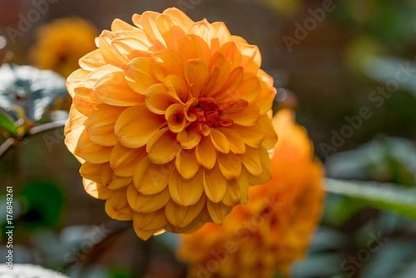 Obraz Dahlia
