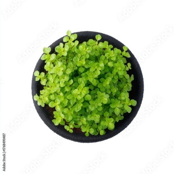 Fototapeta Lush Green Plant on Black Plate, Vibrant Foliage, Close-Up View of Fresh and Healthy Botanical Growth