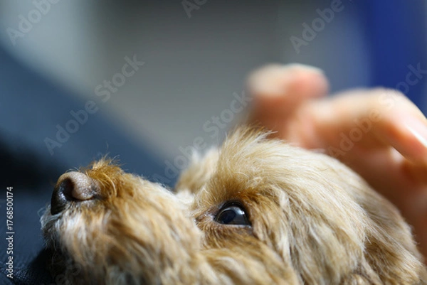 Fototapeta 飼い主を見つめるトイ・プードルの瞳