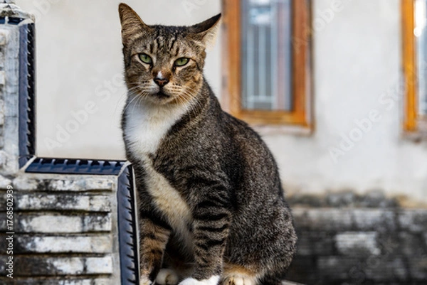 Fototapeta Tabby Cat with Green Eyes Sitting Outdoors on Stone Ledge in Natural Light