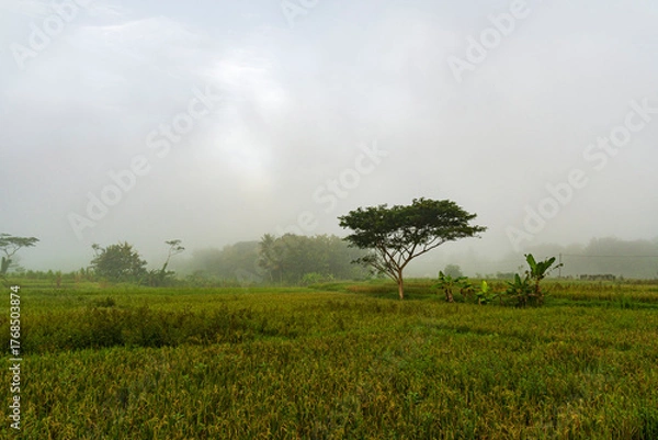 Fototapeta Misty Morning Rice Field with Tree and Foggy Countryside Landscape