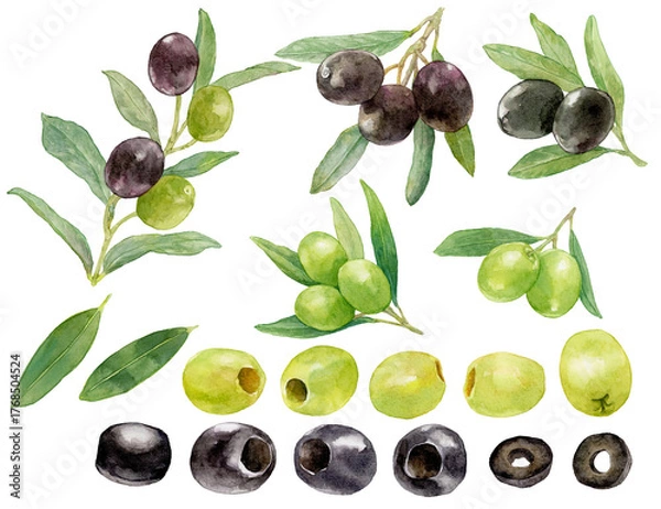 Fototapeta オリーブの水彩イラスト素材集　
