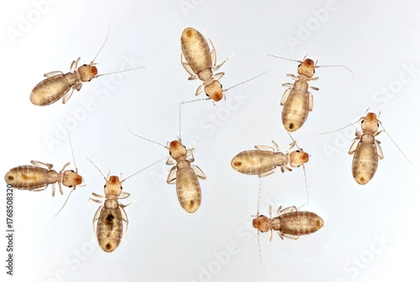 Fototapeta Liposcelis, several wingless insects in various positions on a gray background. Booklice, barklice or booklouse are common domestic pest food pest.