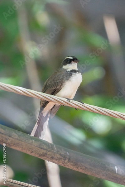 Fototapeta Close-up of a pied fantail bird perched on a wire with blurred green natural background