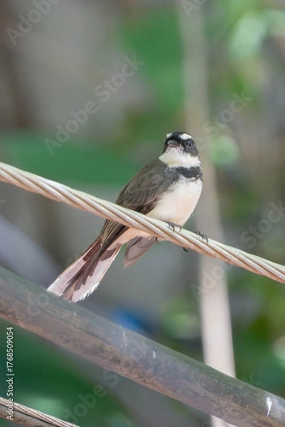 Obraz Close-up of a pied fantail bird perched on a wire with blurred green natural background