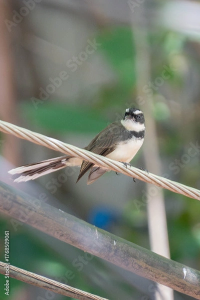 Fototapeta Close-up of a pied fantail bird perched on a wire with blurred green natural background