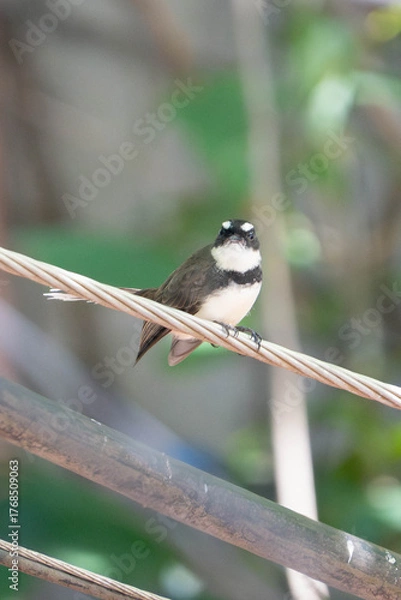 Fototapeta Close-up of a pied fantail bird perched on a wire with blurred green natural background