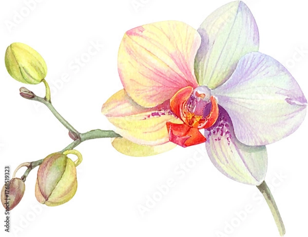 Obraz beautiful watercolor illustration featuring multiple orchid stems and blossoms in soft pink, yellow, and lavender hues. clipart, transparent, png, element