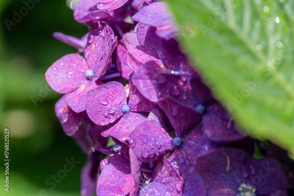 Fototapeta 福岡-【千光寺のあじさい】
