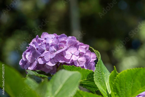 Fototapeta 福岡-【千光寺のあじさい】