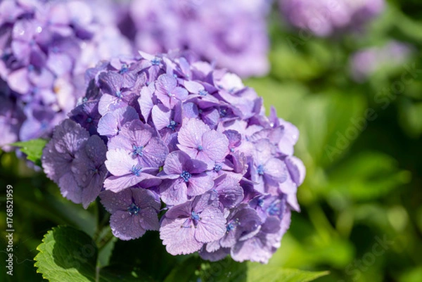 Fototapeta 福岡-【千光寺のあじさい】