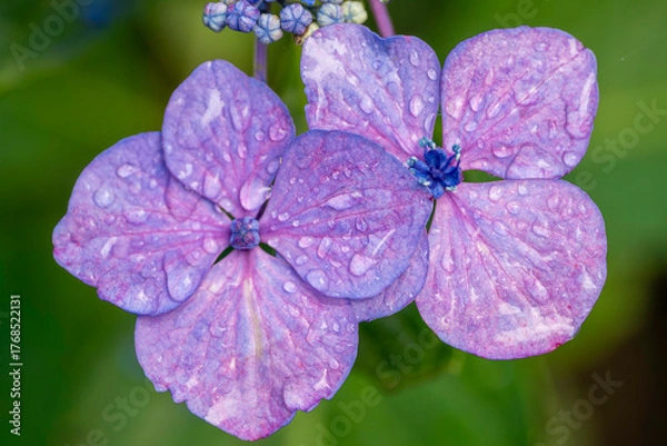 Fototapeta 福岡-【千光寺のあじさい】