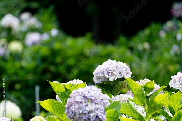 Fototapeta 福岡-【千光寺のあじさい】