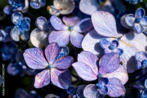 Fototapeta 福岡-【千光寺のあじさい】