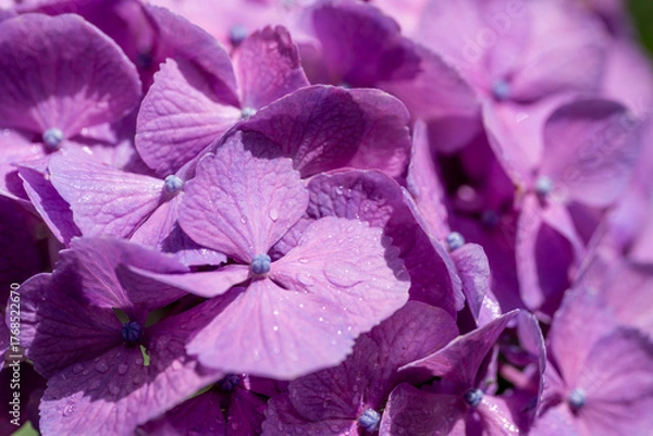 Fototapeta 福岡-【千光寺のあじさい】