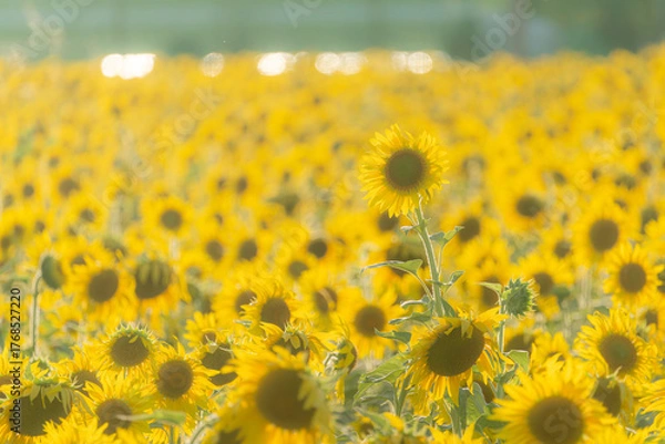 Fototapeta 福岡-【柳川ひまわり園】