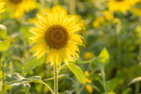 Fototapeta 福岡-【柳川ひまわり園】