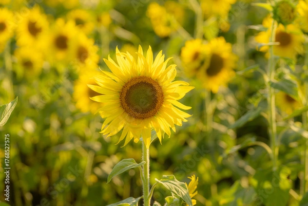 Fototapeta 福岡-【柳川ひまわり園】