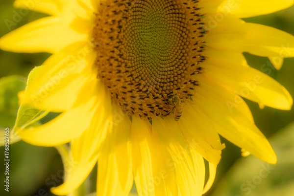 Fototapeta 福岡-【柳川ひまわり園】