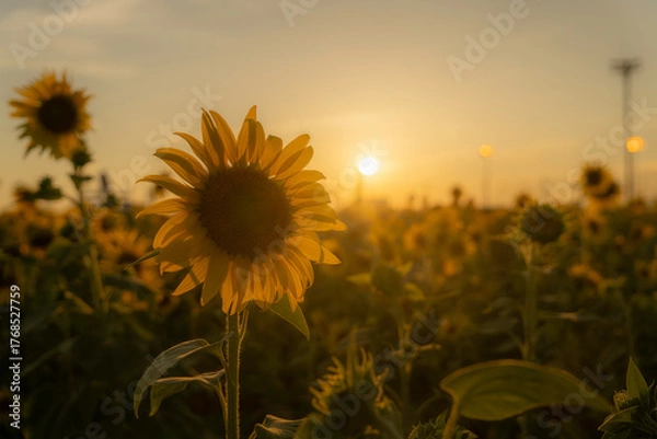 Fototapeta 福岡-【柳川ひまわり園】