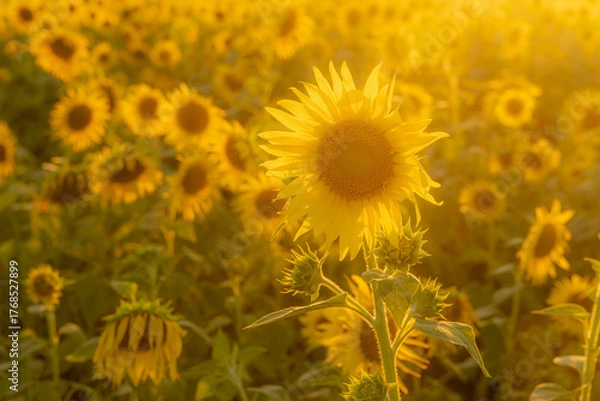 Fototapeta 福岡-【柳川ひまわり園】