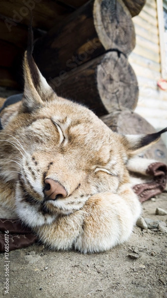 Obraz Lynx in deep sleep, vertical portrait. A wild cat resting with its head on its paws. Detailed view of its fur and ear tufts. Concept of wildlife, peace, and vulnerability.