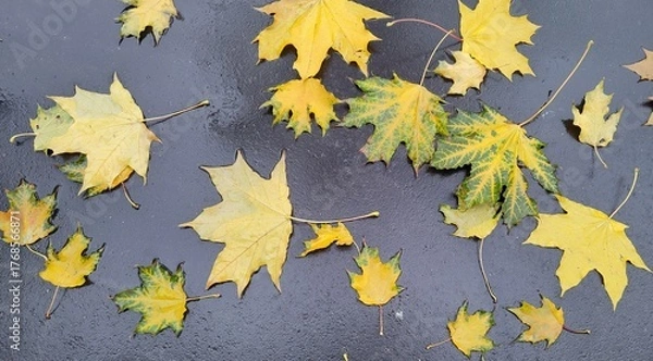 Obraz Beauty of fall foliage with variety of yellow maple leaves on wet, textured surface. Interplay of light and shadow highlights intricate details of each leaf. Nature love, seasonal inspiration