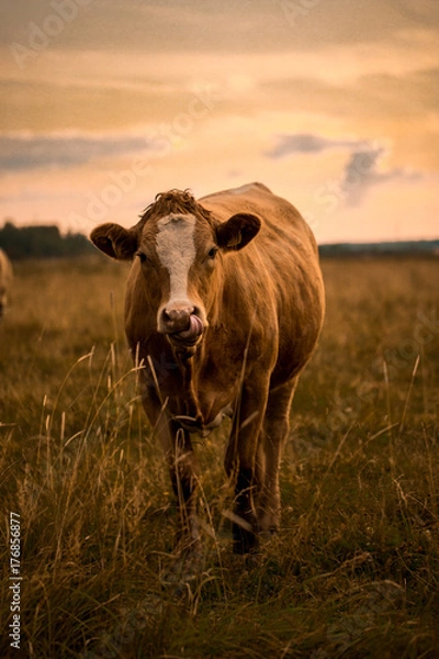 Fototapeta Cow with tongue in nose