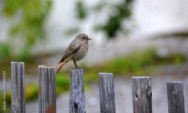 Fototapeta Rotschwänzchen