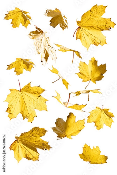 Obraz Set of isolated golden maple leaves on pure white background.