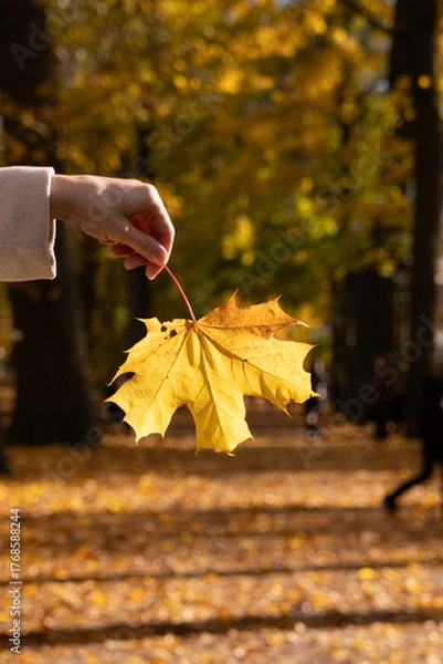 Obraz Close-up of a hand holding a golden leaf in glowing autumn light, over a forest path.