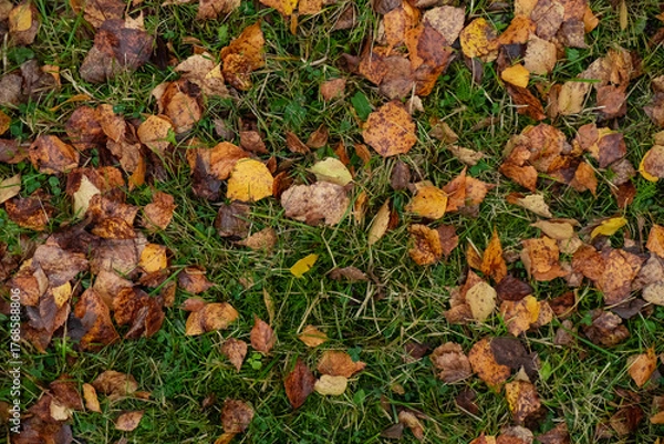 Obraz Colorful autumn leaves across bright green grass.