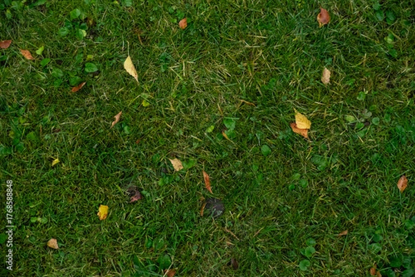 Obraz Natural green grass texture with scattered leaves