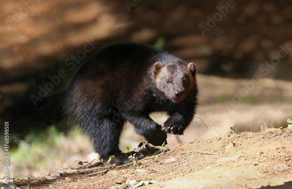 Obraz wolverine in nature