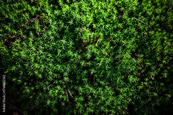 Obraz Moss texture. Green Nature background.