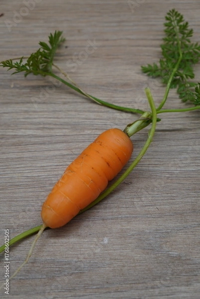 Obraz Single crisp orange carrot, freshly picked with its vibrant green tops and slender roots, 