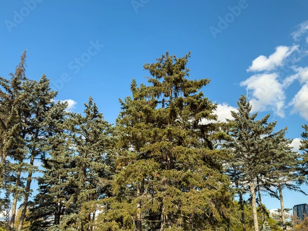 Fototapeta Pine Tree Tops Clear Blue Sky Autumn Forest