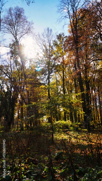 Obraz autumn in the forest